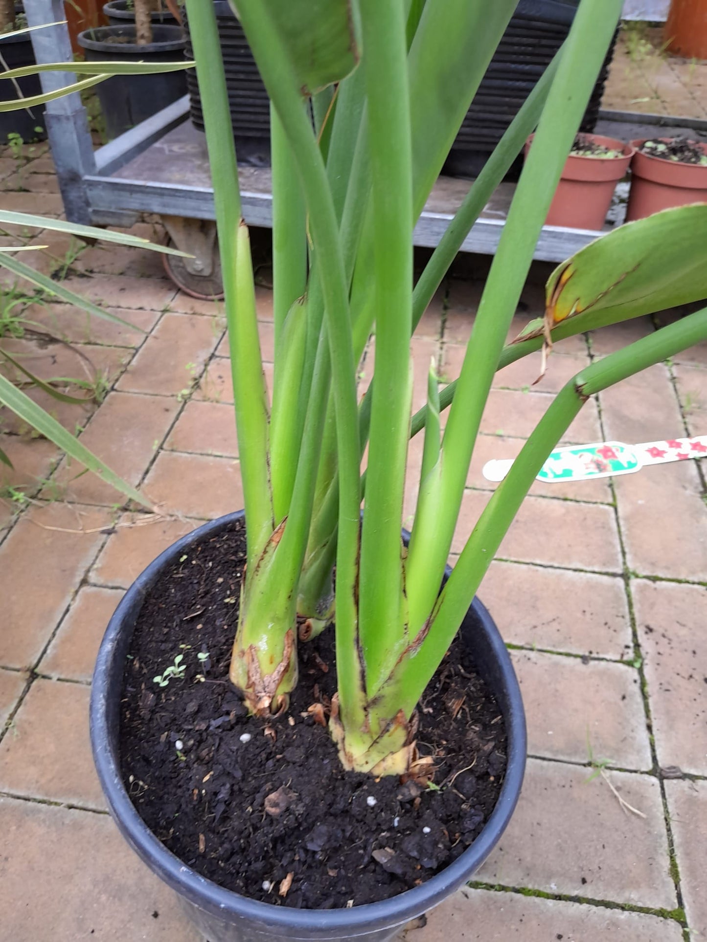 Strelitzia reginae 80-100 cm / 2 -3 Pflanzen pro Topf 5-6 Jahre alte Pflanze Paradiesvogelblume