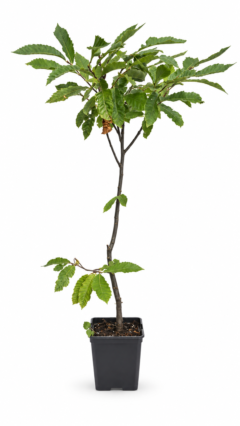 Esskastanie 100–120 cm – Castanea sativa Edelkastanie, winterharter Maronenbaum für den Garten