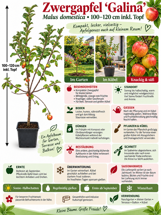 Zwergapfel ‘Galina’ 100–120 cm – kompakter Apfelbaum für Kübel, Balkon, Terrasse und Garten
