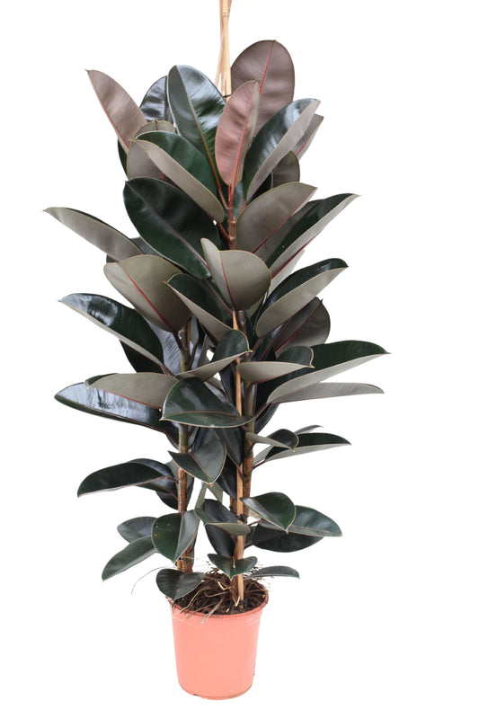 Gummibaum ca. 200 cm 3 Pflanzen im Topf Ficus elastica Abidjan