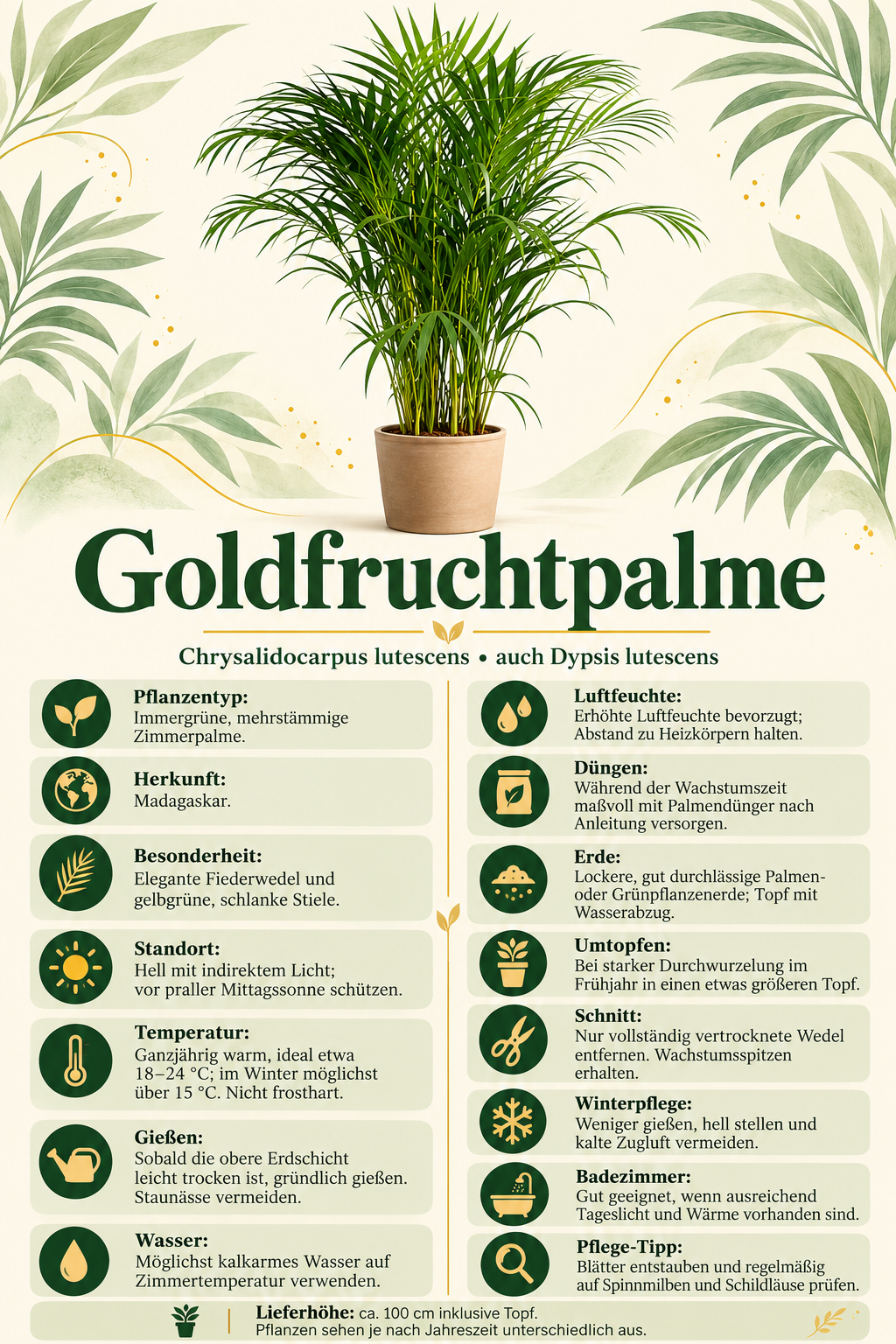 Goldfruchtpalme – Areca-Palme, Dypsis lutescens – immergrüne Zimmerpalme für Wohnzimmer & Büro – ca. 100 cm inkl. Topf