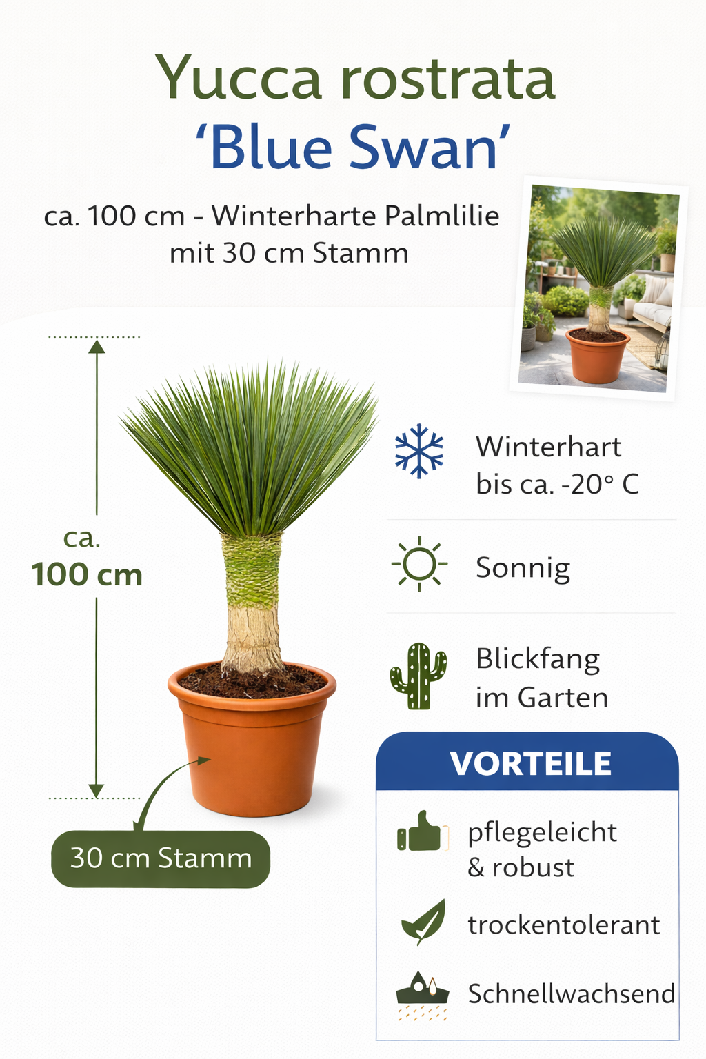 blaue palmlilie 'blue swan Yucca Rostrata 'Blue Swan' ca. 100 cm Gesamthöhe – Palmlilie mit 30 cm  Stamm im 30 cm Topf