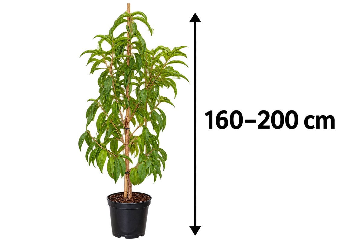 Pfirsichbaum ‘Suncrest’ – Prunus persica | Saftige Früchte für Garten & Terrasse | 160–200 cm inkl. Topf
