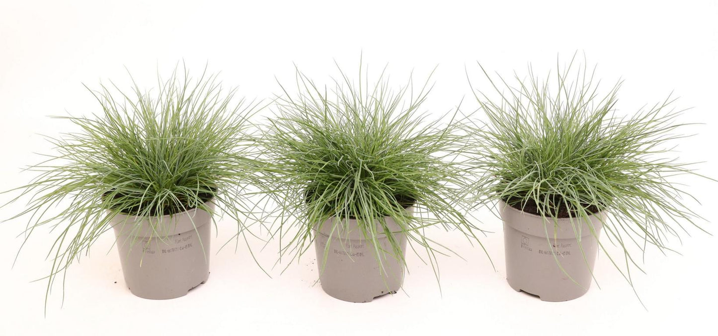 3er-Set Festuca Eisvogel – Blau-Schwingel / Schaf-Schwingel – Ziergras winterhart ca. 20 cm