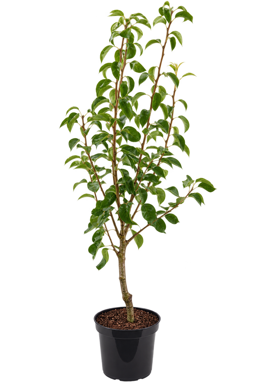 Birnbaum ‘Clapps Liebling’ – Pyrus communis ‘Clapp’s Favourite’ – saftige Sommerbirne für den Garten – 100–120 cm inkl. Topf