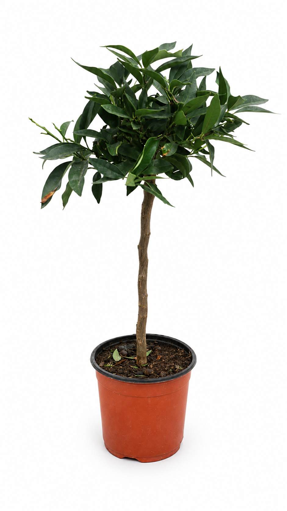 Kumquat-Stämmchen „Nagami“ ca. 50 cm – Fortunella margarita, Zwergorange und mediterraner Zitrusbaum für Balkon & Terrasse