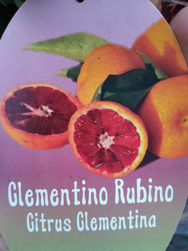 Rote Clementine – Clementino Rubino Sanguinello 70-100 cm – Zitruspflanze, blutrote Clementine für Garten & Terrasse