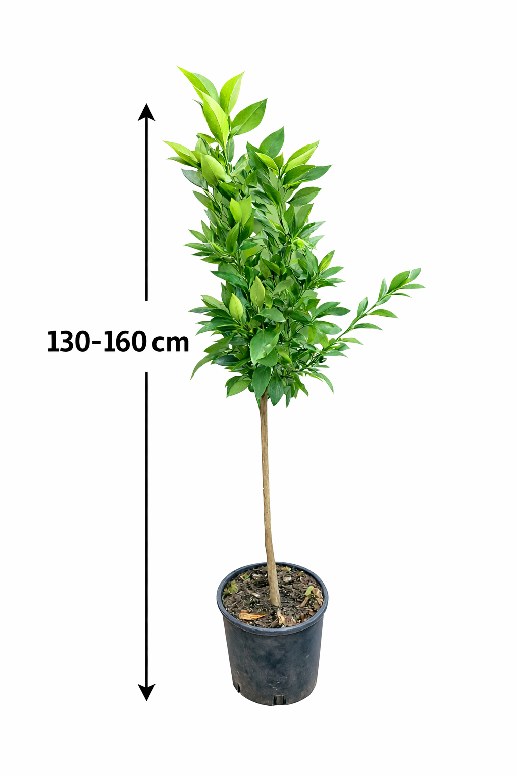 Satsuma Mandarinenbaum 130–160 cm Citrus unshiu winterharte Mandarine Japanische Mandarine Mandarinenbaum