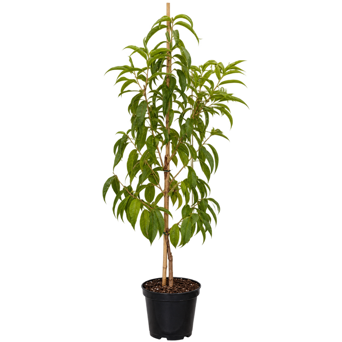 Pfirsichbaum ‘Suncrest’ – Prunus persica | Saftige Früchte für Garten & Terrasse | 160–200 cm inkl. Topf