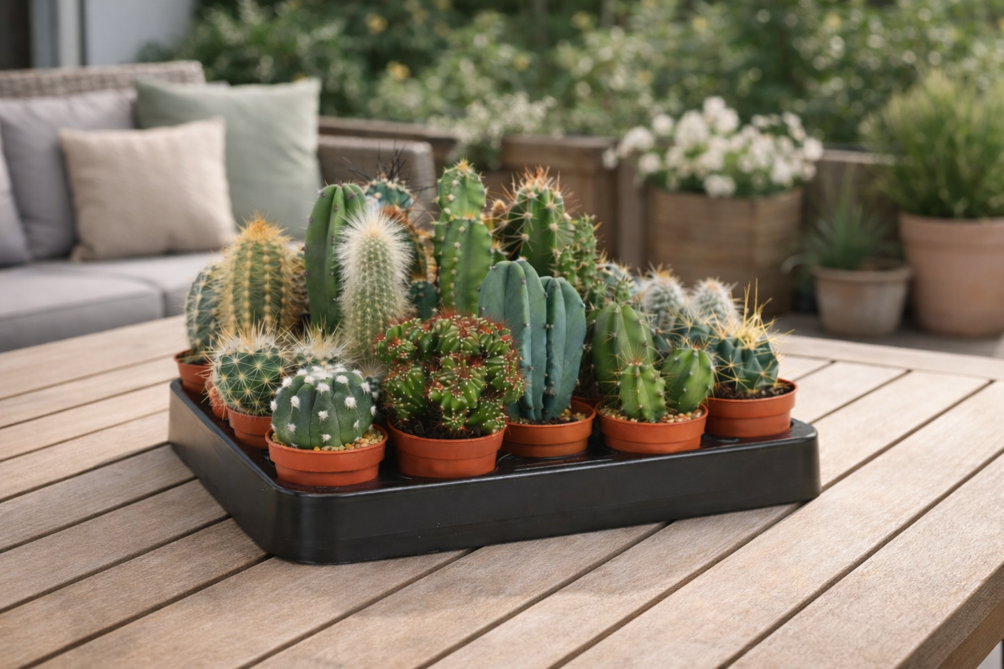 Mini Kakteen Set 10 Pflanzen 10–15 cm – Kaktus Zimmerpflanzen im Topf – pflegeleicht & dekorativ