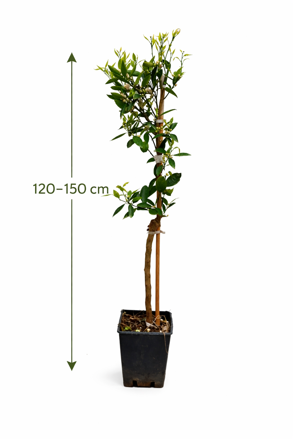 Hernandina Clementine Tree 120-150 cm – středomořský citrusový strom se sladkými plody