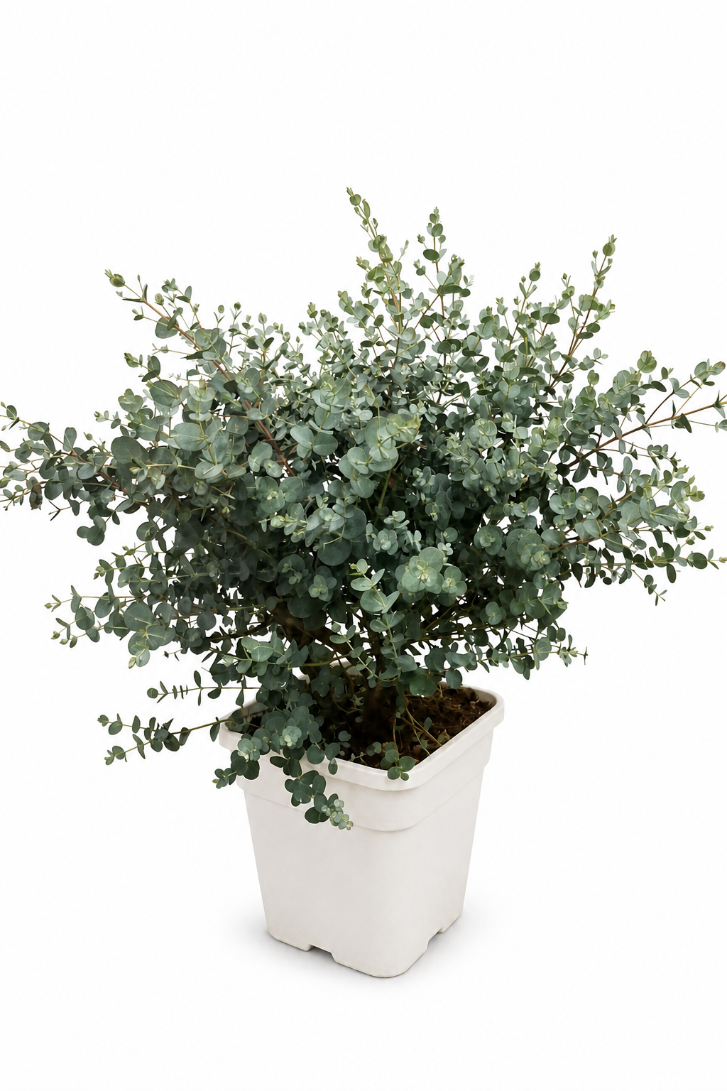 Eucalyptus Cinerea Silver Dollar ca 60 cm Silber Eukalyptus Pflanze Duft Eukalyptus Zimmerpflanze winterhart bedingt