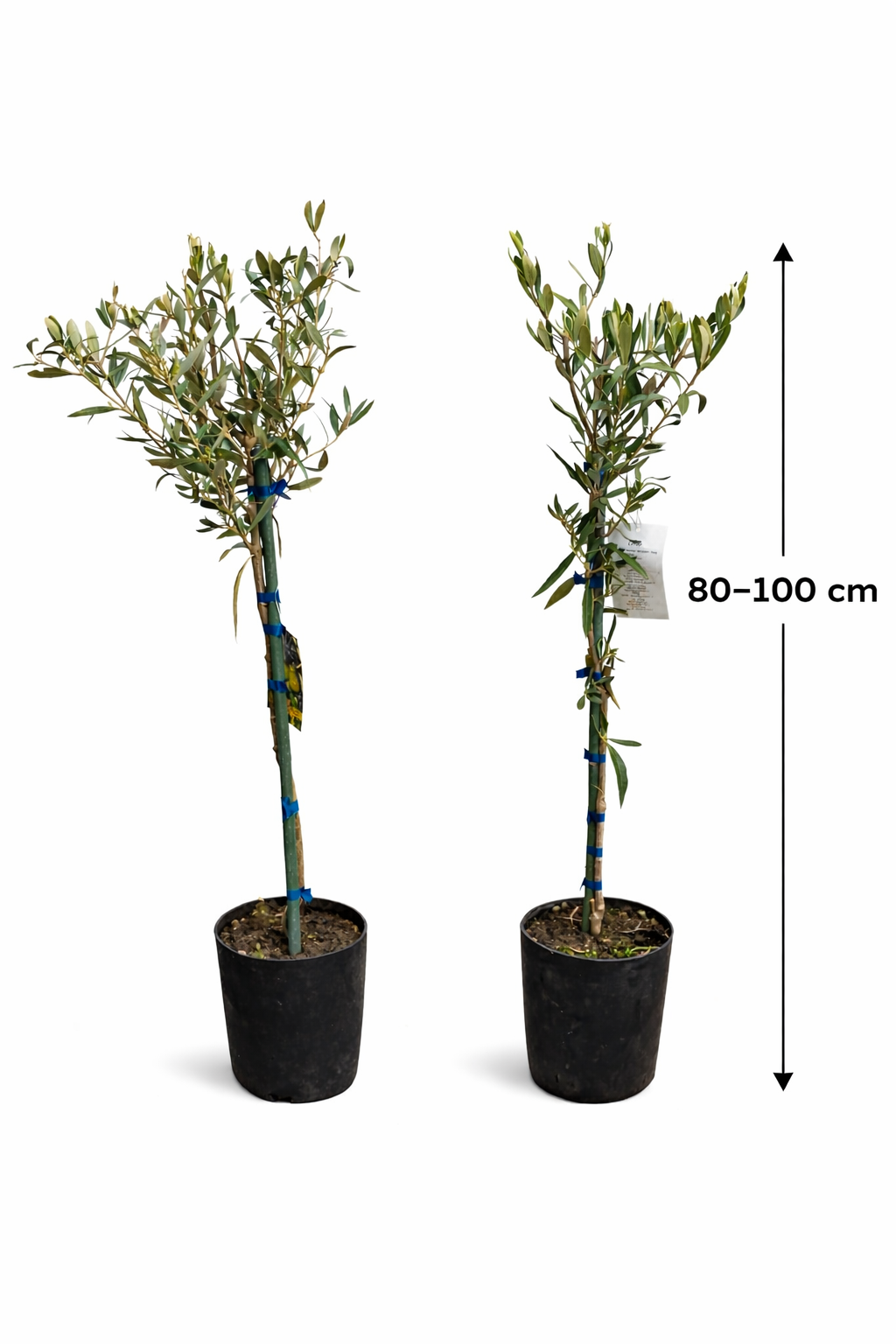 2x Olivenbaum 80–100 cm Olea europaea – Echter Olivenbaum, Mediterrane Pflanze, Winterhart im Kübel, Olivenpflanze