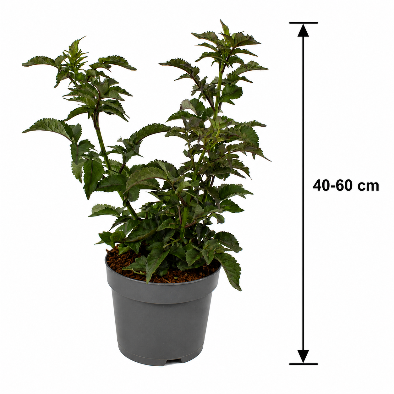 Säulen-Holunder 'Black Tower' 40–60 cm – Schwarzer Holunder | Sambucus nigra 'Black Tower' | Dunkellaubiger Zierholunder mit schwarzrotem Laub