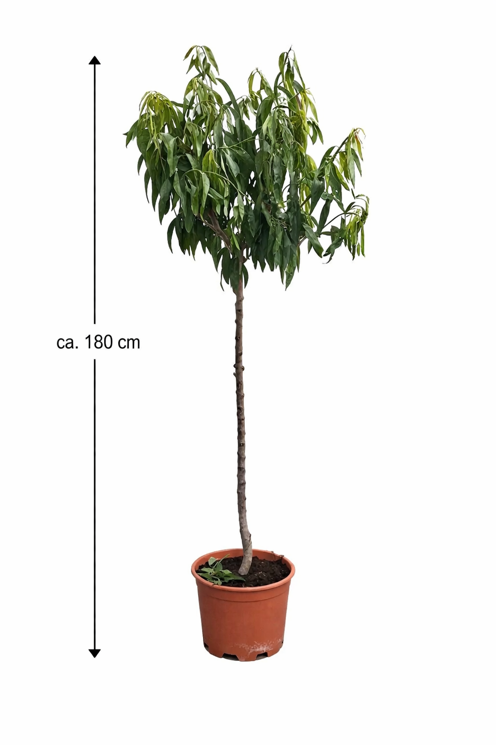 dnger fr hecken Kirschlorbeer Dnger von Flora Boost