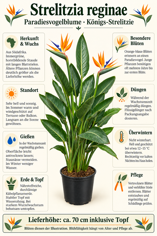 Strelitzie – Paradiesvogelblume (Strelitzia reginae), exotische Zimmerpflanze für Wintergarten & Terrasse – ca. 70 cm inkl. Topf