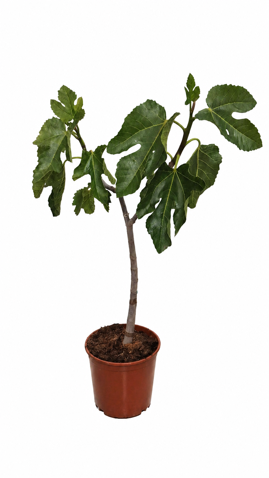 Ficus carica 'Cuello de Dama Blanca' Feigenbaum 70–100 cm – Echte Feige winterhart Obstbaum für Garten & Balkon