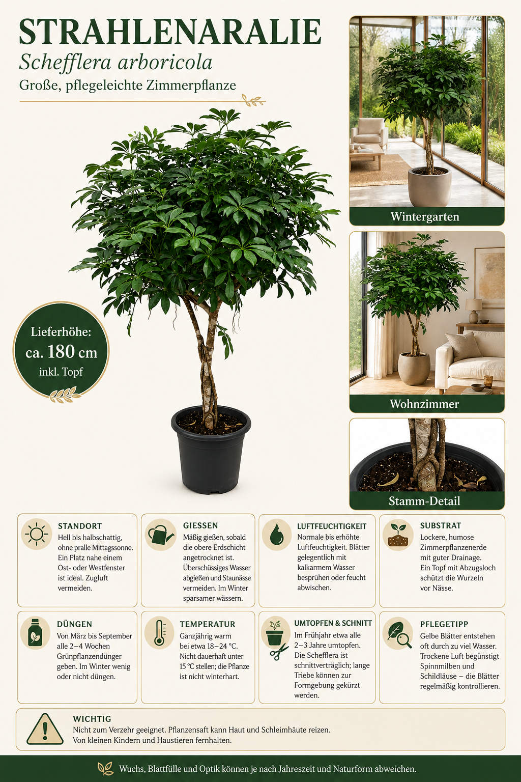 Schefflera arboricola XXL ca. 180 cm – Strahlenaralie mit dickem Stamm, große Zimmerpflanze für Wohnzimmer und Büro