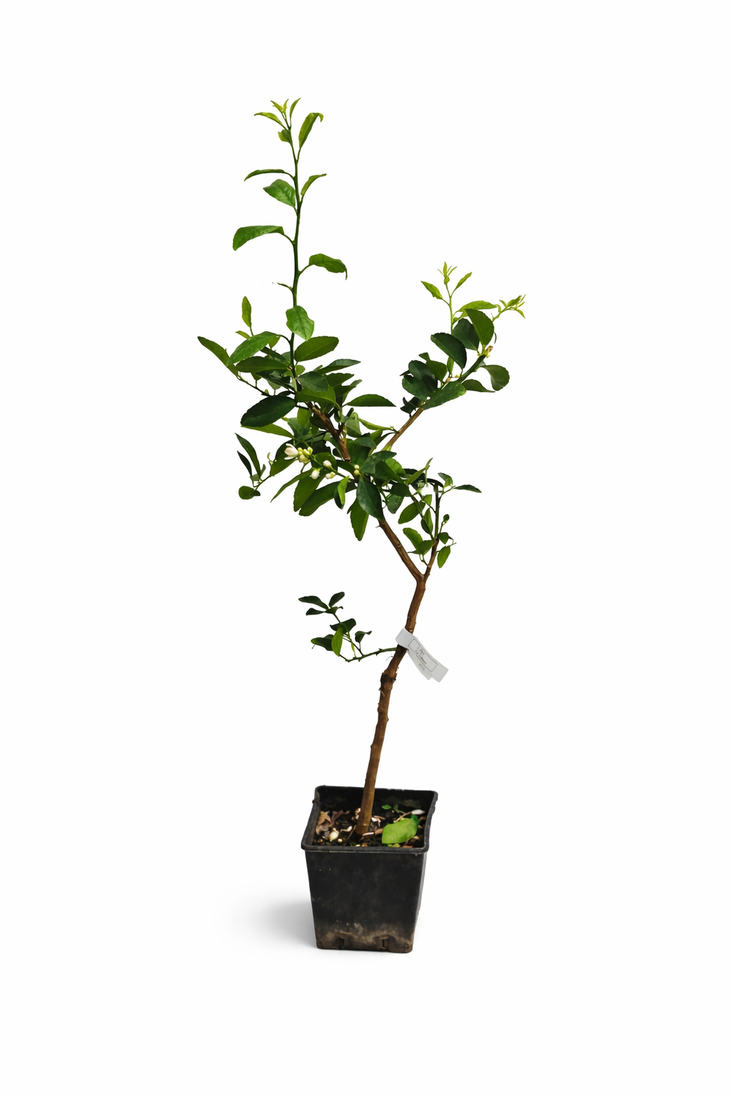 Limette 'La Valette' 110-140 cm - Saure Limette für den Garten | Citrus aurantiifolia