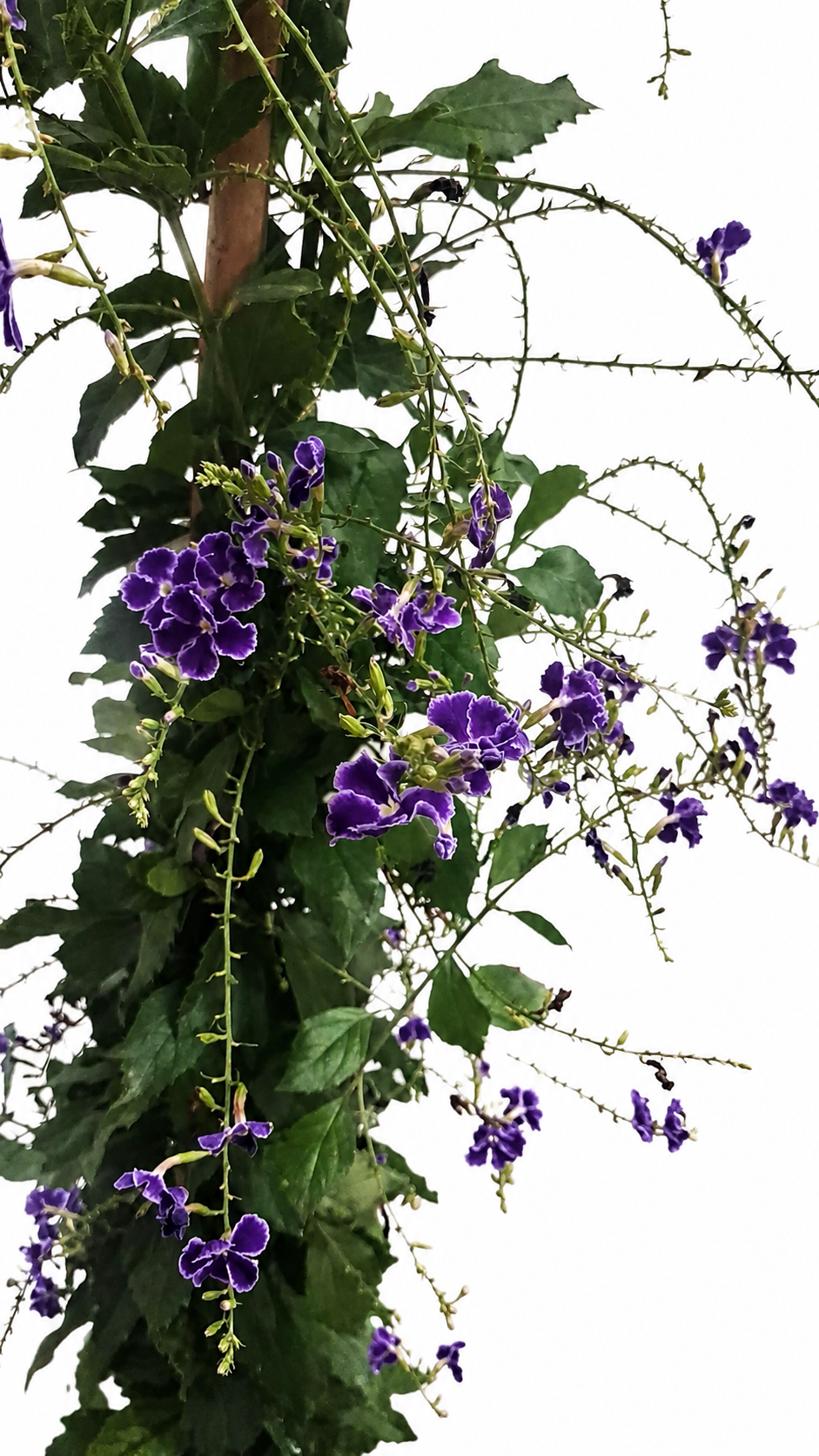 Duranta erecta 'Geisha Girl' – exotický holubník, 100–150 cm, fialové květy, vhodná pro včely, rostlina do nádob
