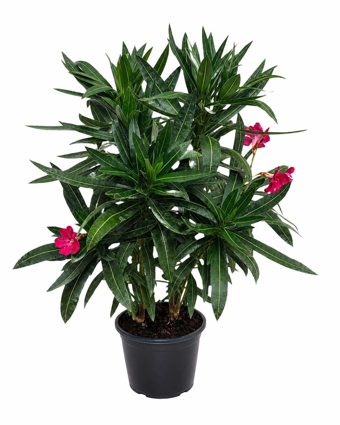 Roter Oleander Nerium oleander Einfachblüte Mediterrane Kübelpflanze Blühstrauch 50–70 cm