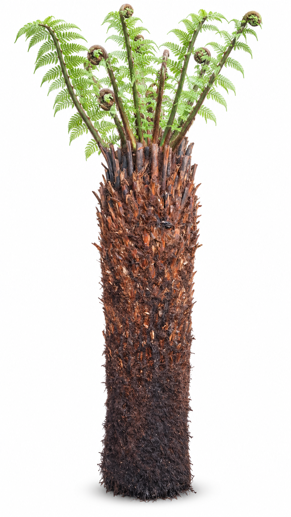 Baumfarn Dicksonia antarctica 120 cm – Australischer Taschenfarn für Kübel und Wintergarten