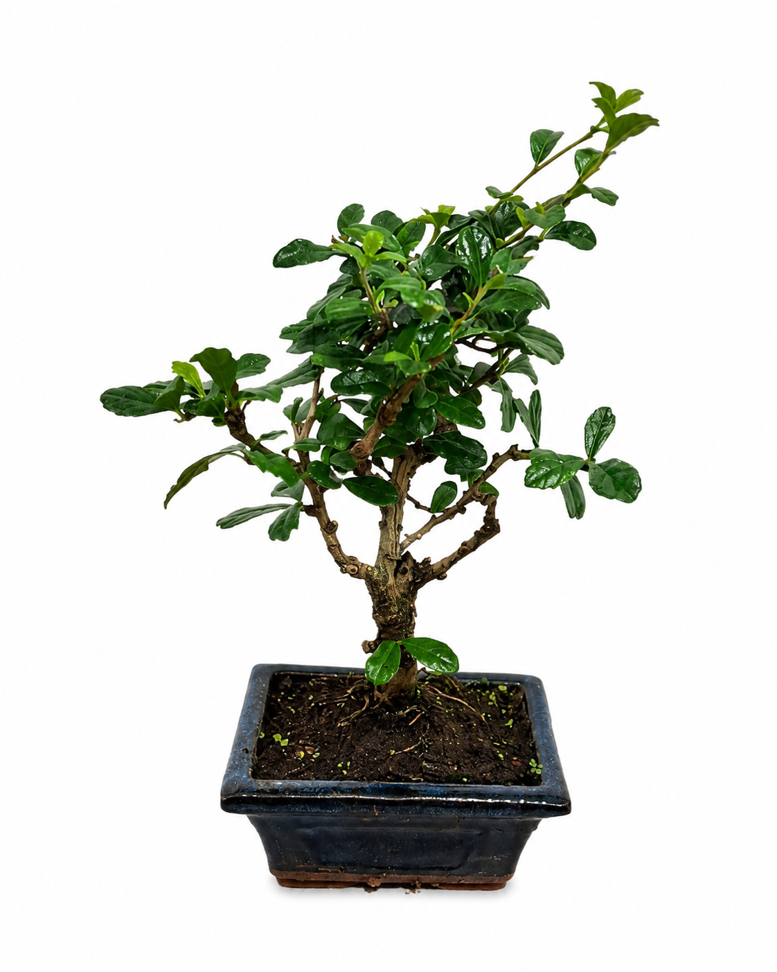 Carmona microphylla ca. 20 cm – Fukientee Bonsai Zimmerbonsai immergrün