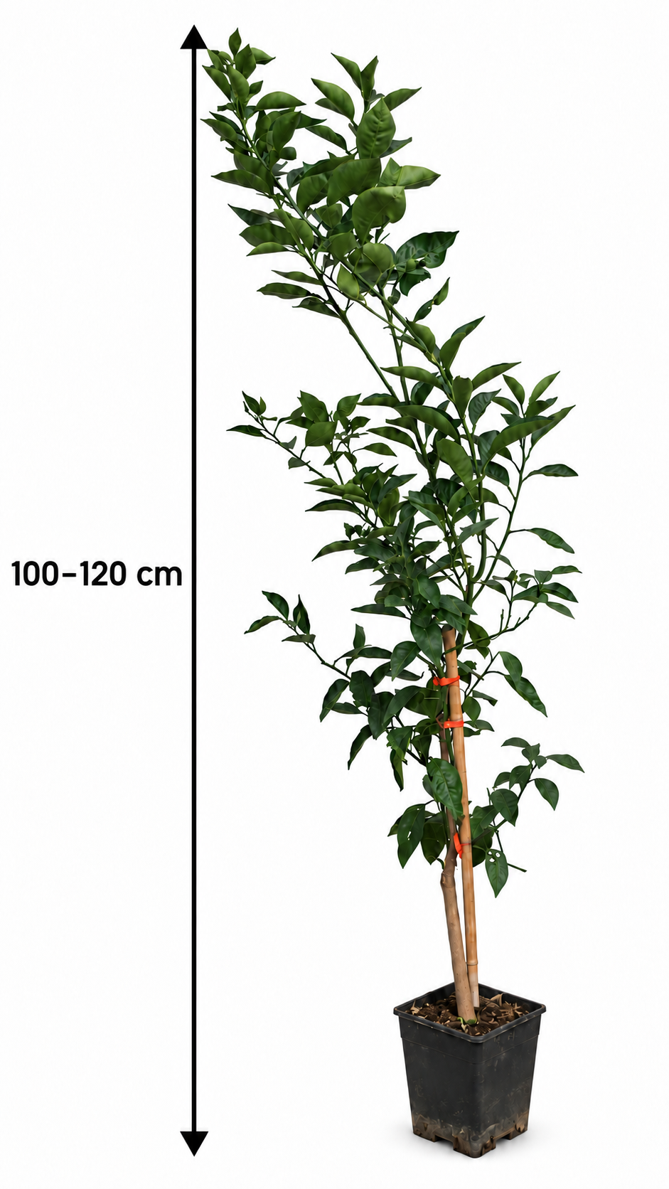 Tarocco Meli Blutorange 100–120 cm – Citrus sinensis Orangenbaum für Terrasse und Wintergarten