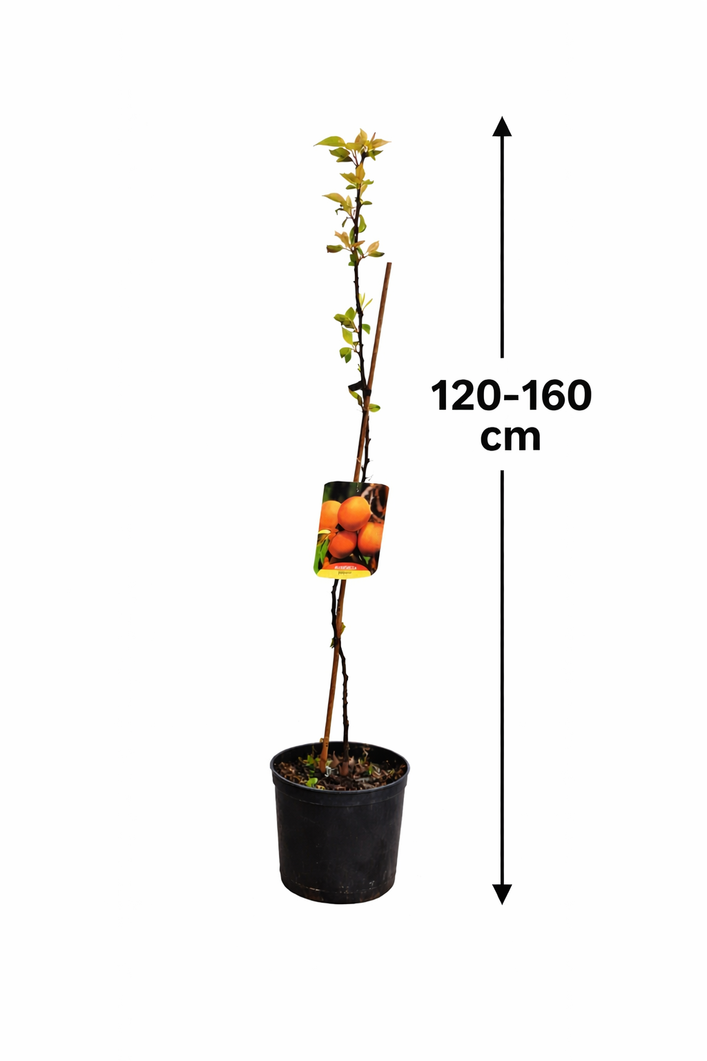 Aprikosenbaum Sungiant – Prunus armeniaca