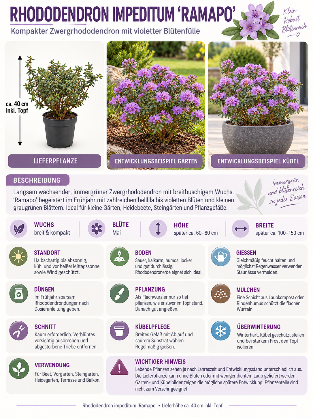 Zwerg-Rhododendron ‘Ramapo’ ca. 40 cm – Rhododendron impeditum, winterharter Alpenrosenstrauch mit violetten Blüten
