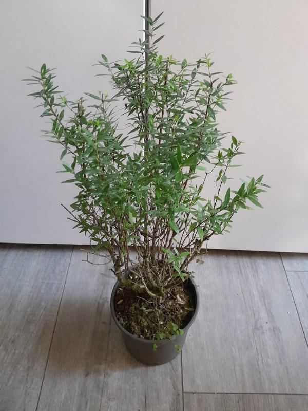 Sonderangebot Brautmyrte – Myrtus communis, ca. 50 cm – Jetzt günstig sichern!