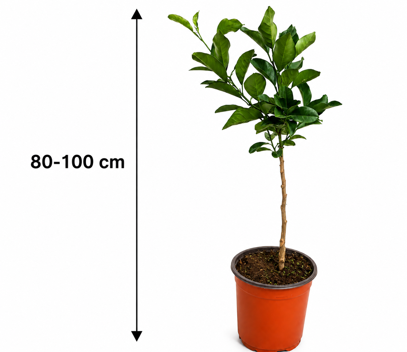 Mandarine ‘Hernandina’ als Stämmchen ca. 50 cm – Clementinenbaum, mediterrane Zitruspflanze für Balkon & Terrasse