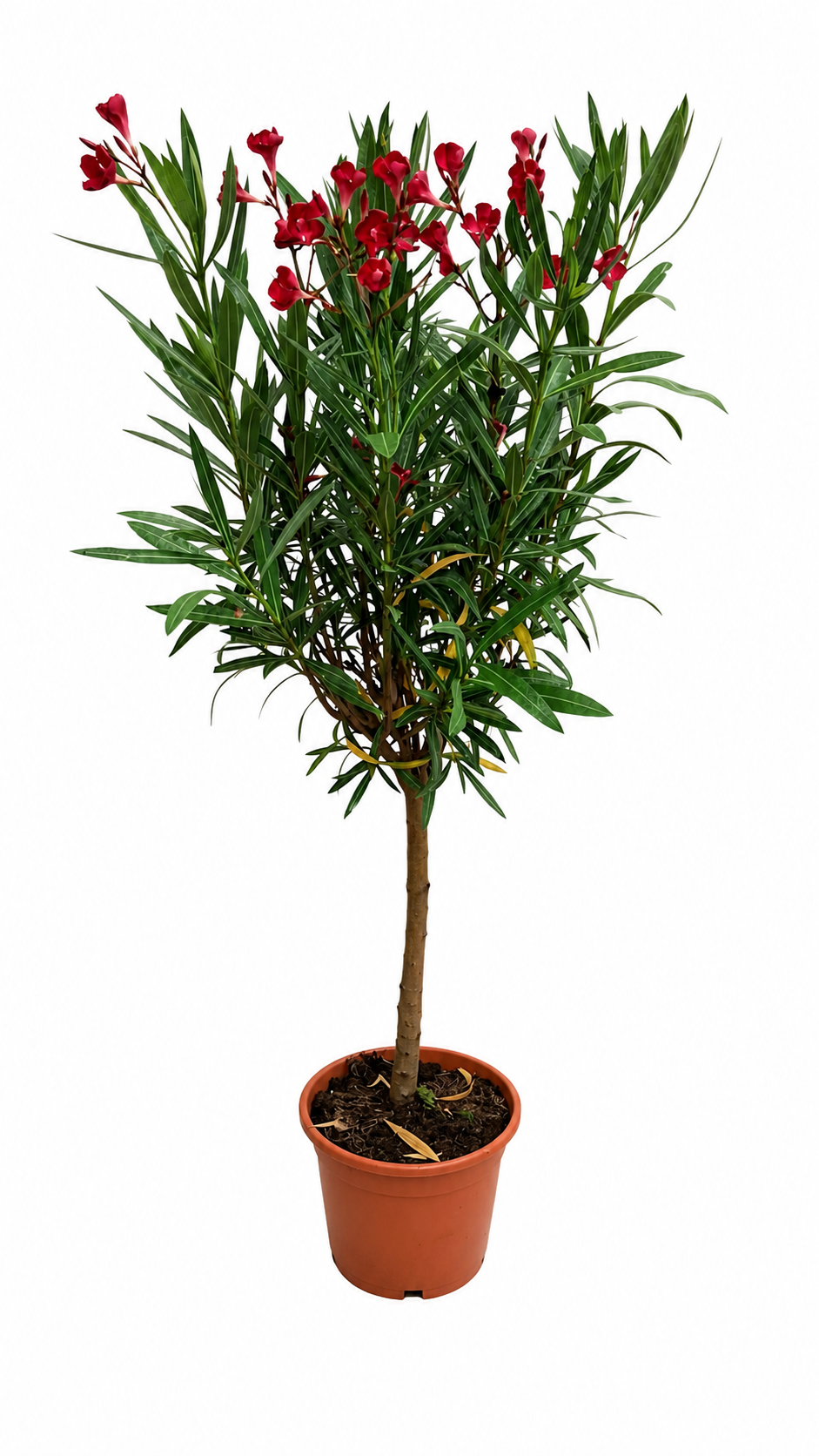 Oleander Stämmchen Emile Sahut 120–150 cm – Nerium Oleander mit roten Blüten, mediterrane Kübelpflanze