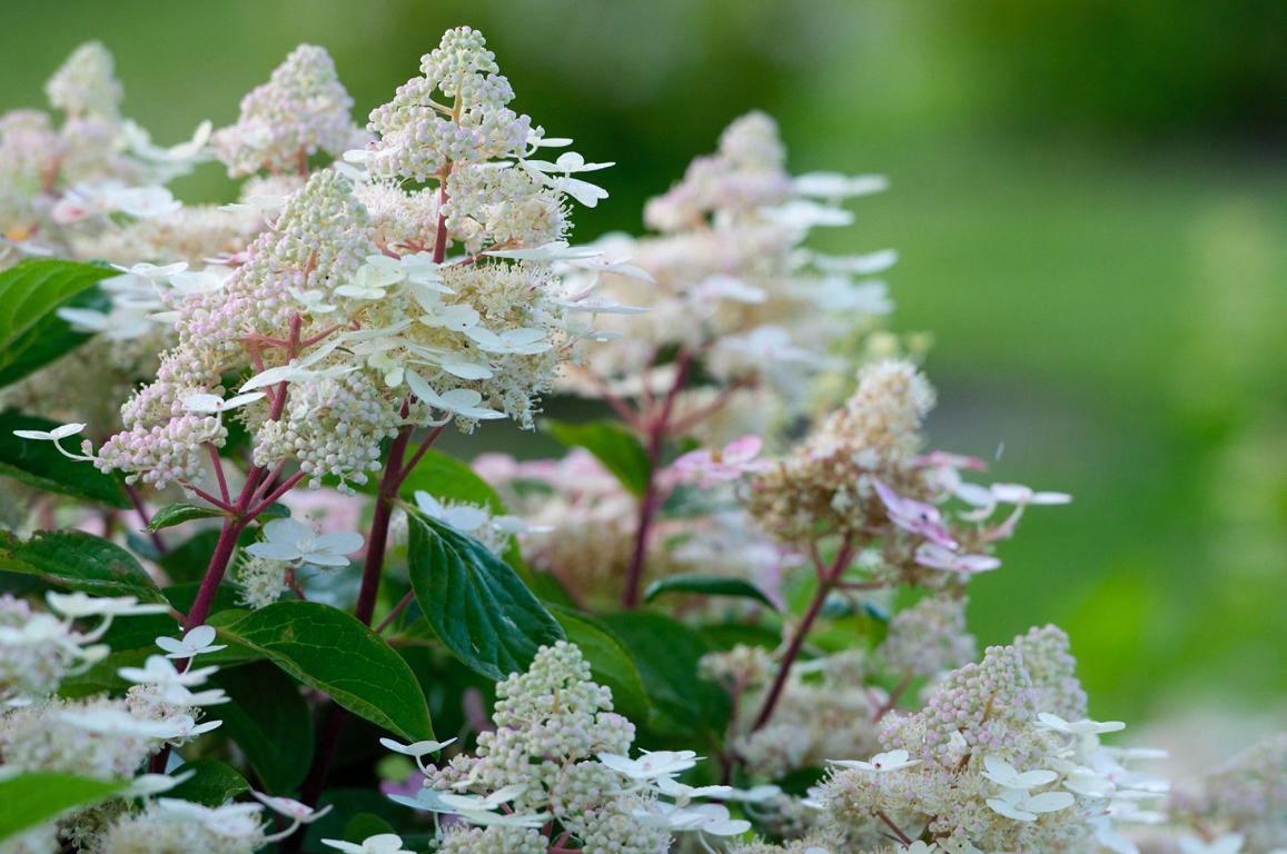 Rispenhortensie Hydrangea paniculata ‘Early Harry’ im 3L Topf – winterharte Zierpflanze für Garten & Terrasse