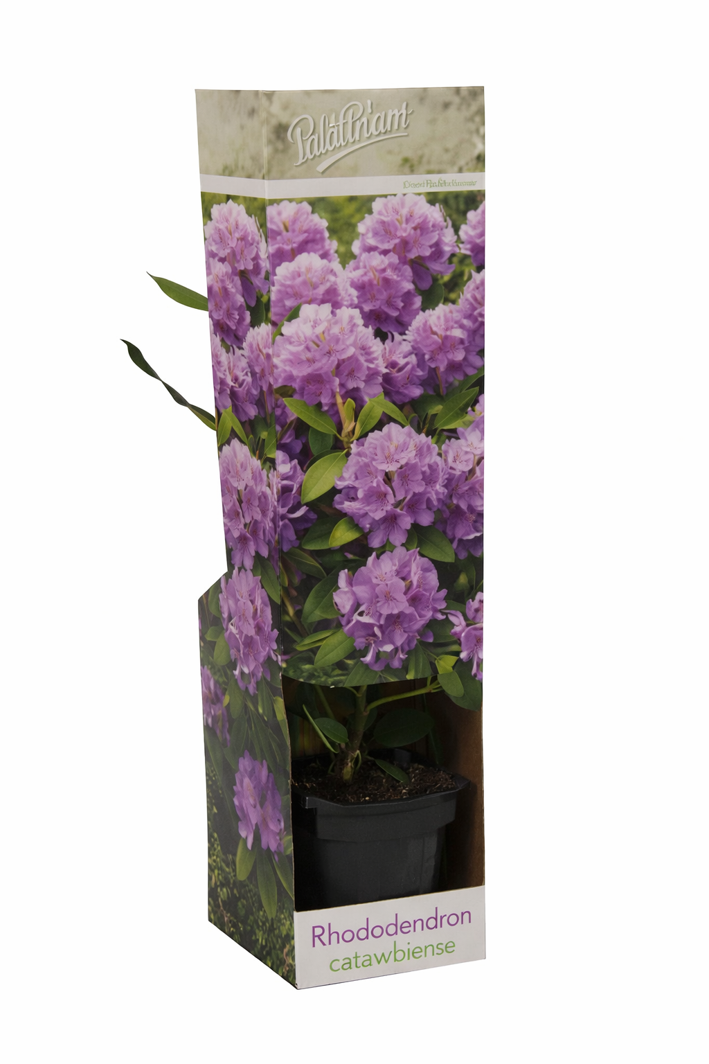 Rhododendron Catawbiense Purple 15–20 cm – Immergrüne Alpenrose mit violetten Blüten, winterhart & pflegeleicht