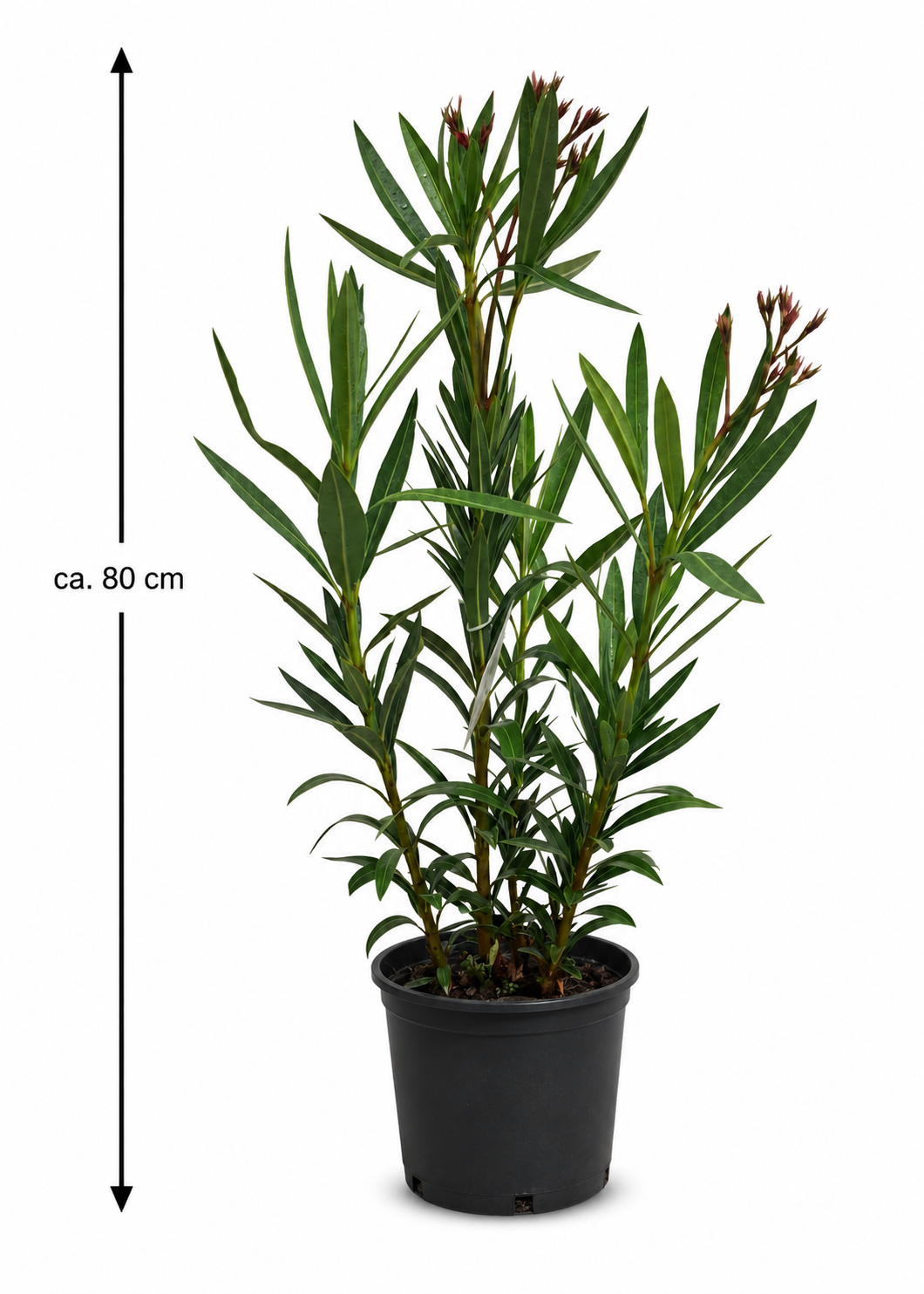 Nerium Oleander Salmone Semplice – Lachsfarbener Rosenlorbeer Oleander ca. 80 cm mediterrane Kübelpflanze