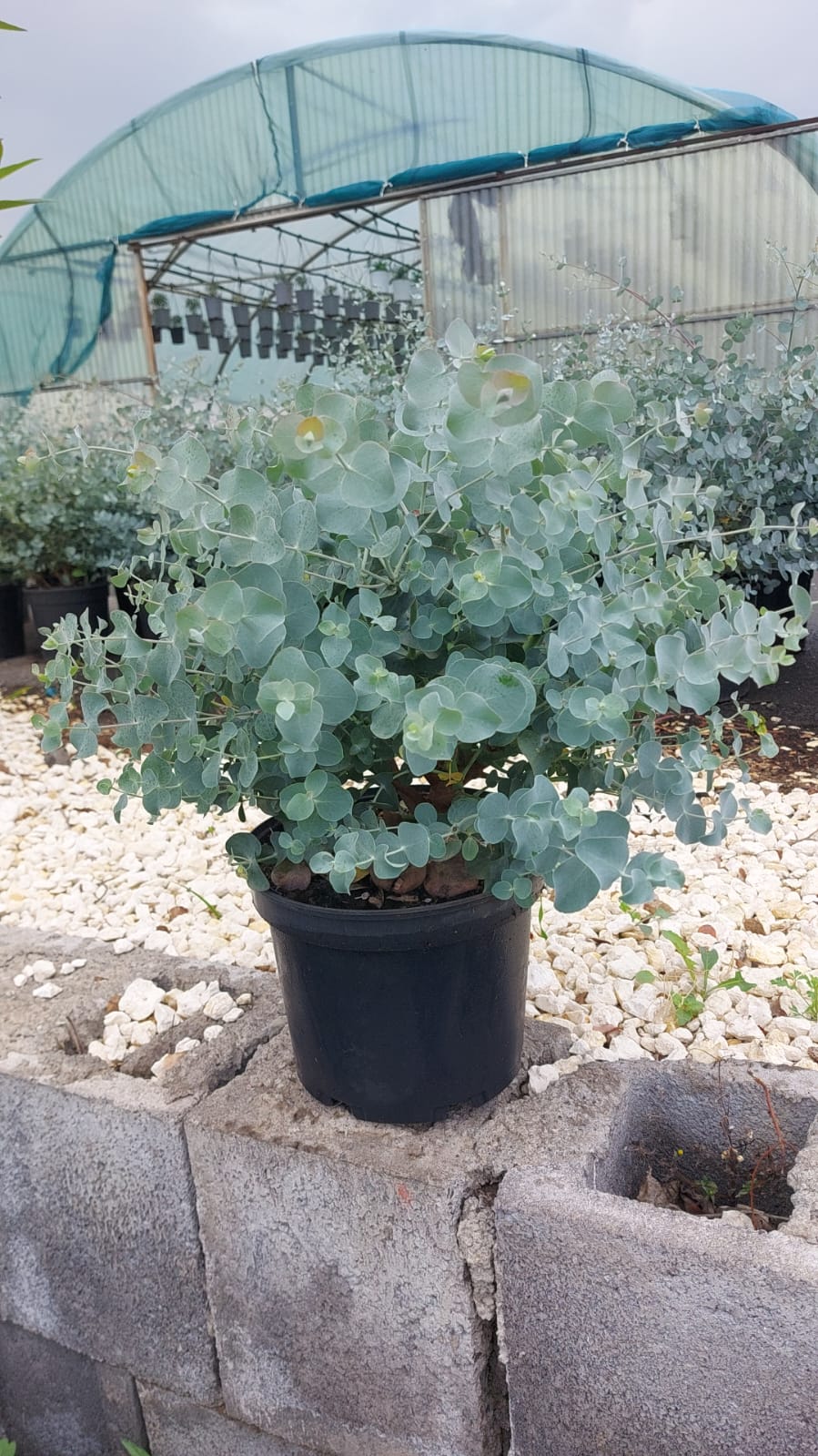 Eucalyptus Cinerea Silver Dollar PREMIUM Eukalyptusbaum 60 - 80 cm Pflanze winterhart VERSANDKOSTENFREI