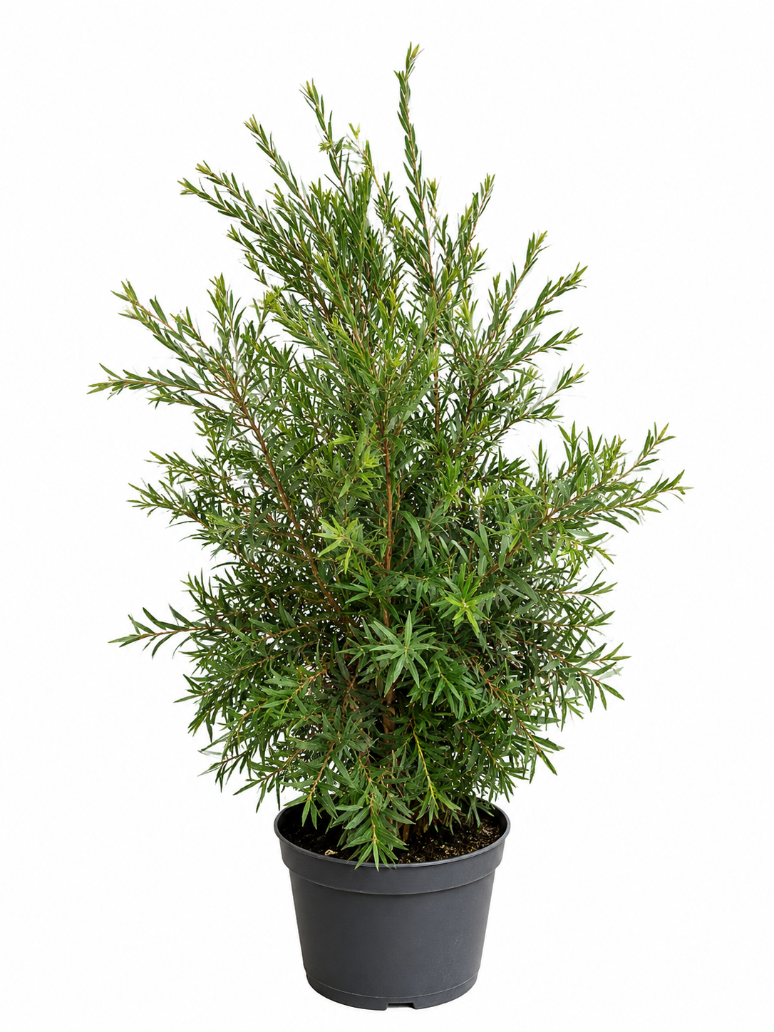 Callistemon Captain Cook 80-100 cm – Zylinderputzer Pfeifenputzerstrauch Australischer Flaschenbürstenstrauch