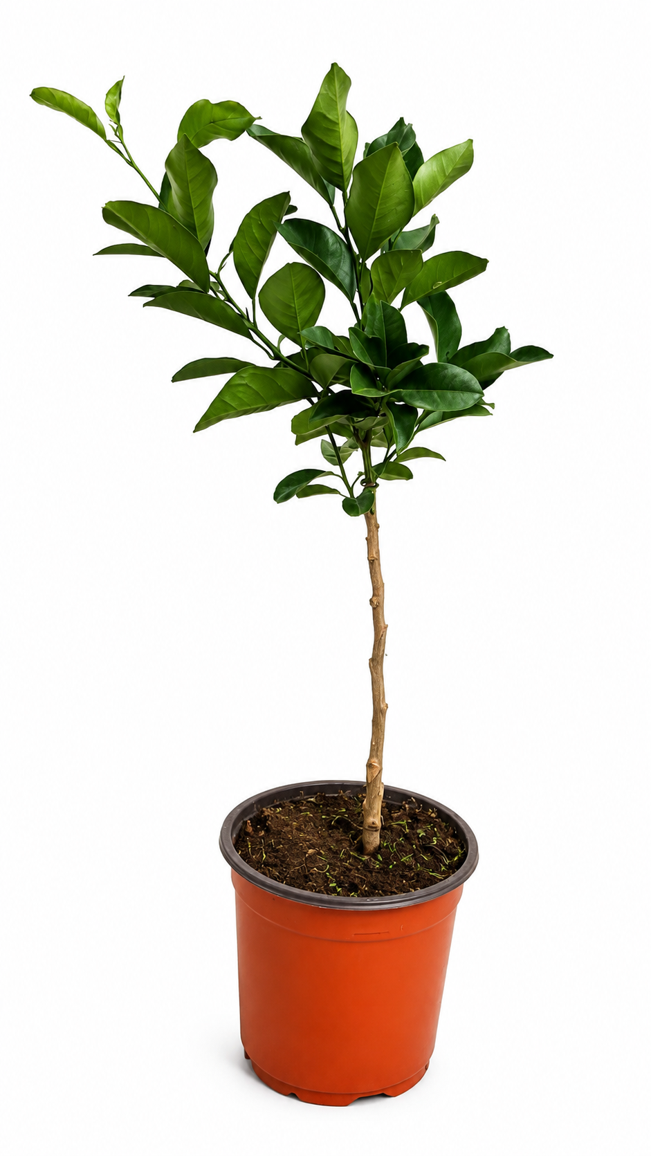 Mandarine ‘Hernandina’ als Stämmchen ca. 50 cm – Clementinenbaum, mediterrane Zitruspflanze für Balkon & Terrasse