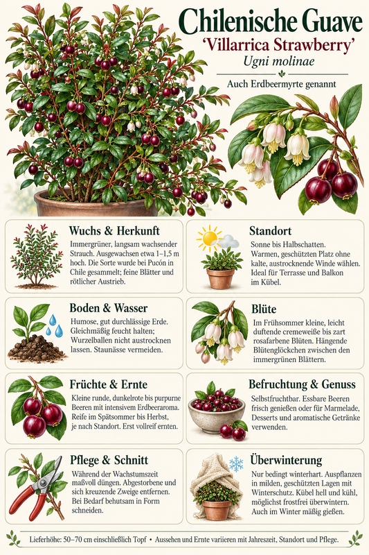 Chilenische Guave ‘Villarica Strawberry’ – Ugni molinae, Erdbeermyrte mit essbaren Früchten – 50–70 cm inkl. Topf