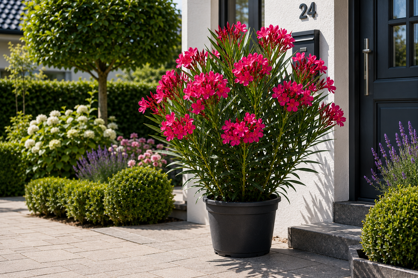 Dunkelrosa Oleander (Nerium oleander) 50–70 cm inkl. Topf – Mediterrane Kübelpflanze, Blühpflanze, Wintergartenpflanze