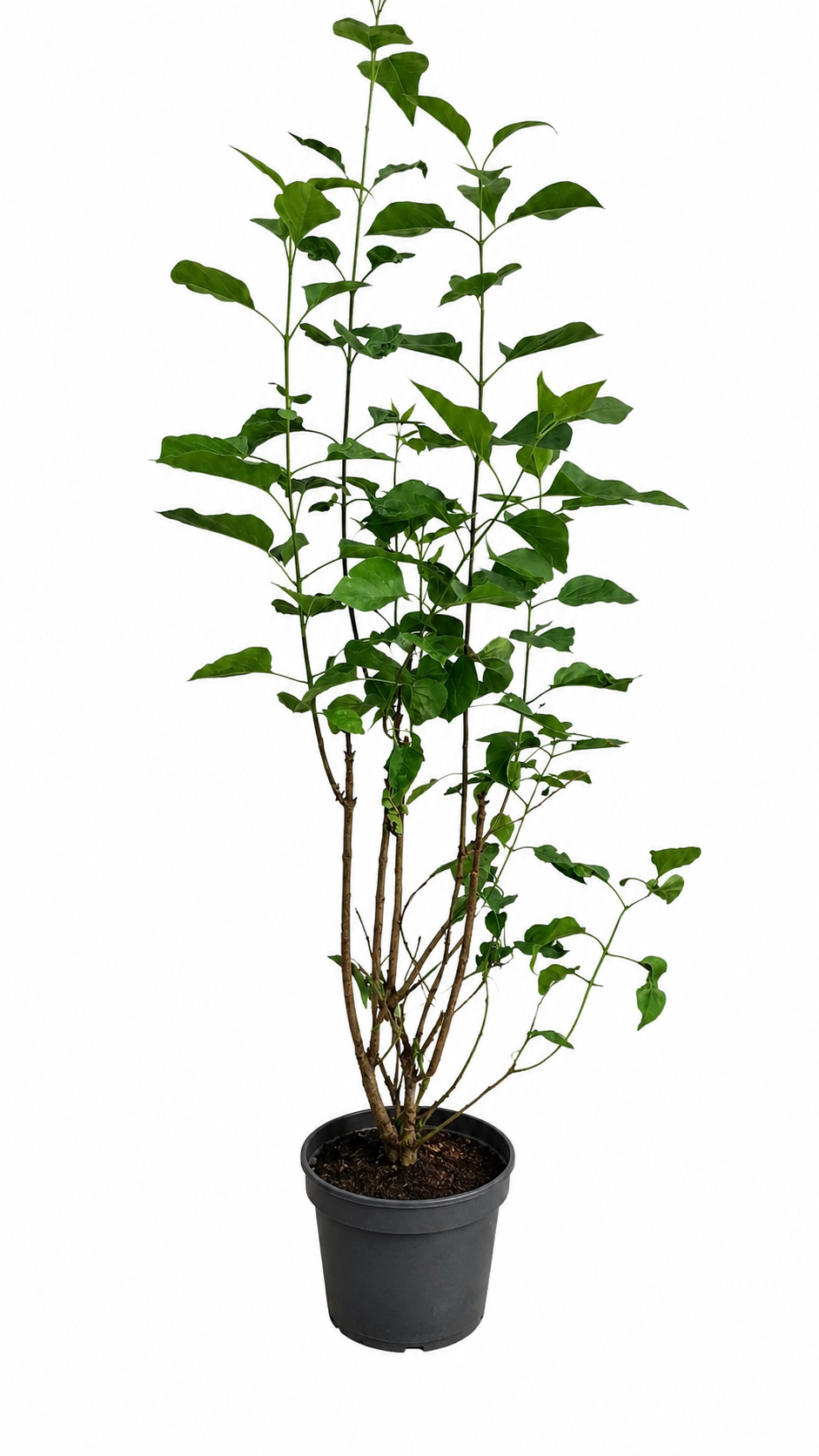 Syringa vulgaris Alba Weißer Flieder ca 100 cm Edel Flieder Gartenstrauch Duftstrauch winterhart