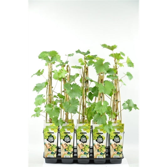 Weintraube ‘Bianca’ (Vitis vinifera) – robuste Tafeltraube, winterhart & ertragreich, 50–70 cm