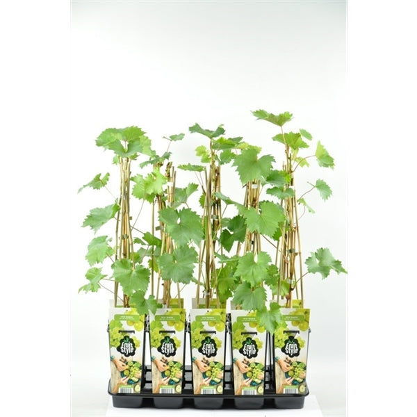 Weintraube 'Phönix' 50-70 cm robuste Tafeltraube, Vitis Phönix Rebe für Garten & Terrasse