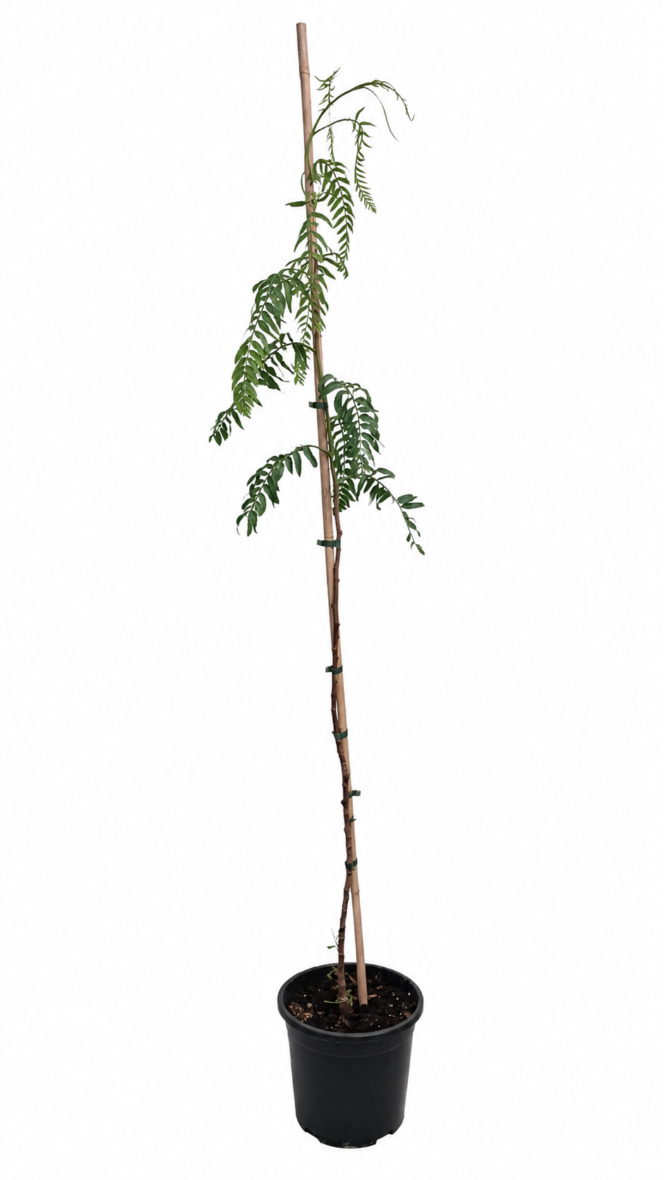 Peruanischer Pfefferbaum Schinus molle 160–200 cm – Rosa Pfeffer, Falscher Pfefferbaum, mediterraner Zierbaum für Garten & Terrasse
