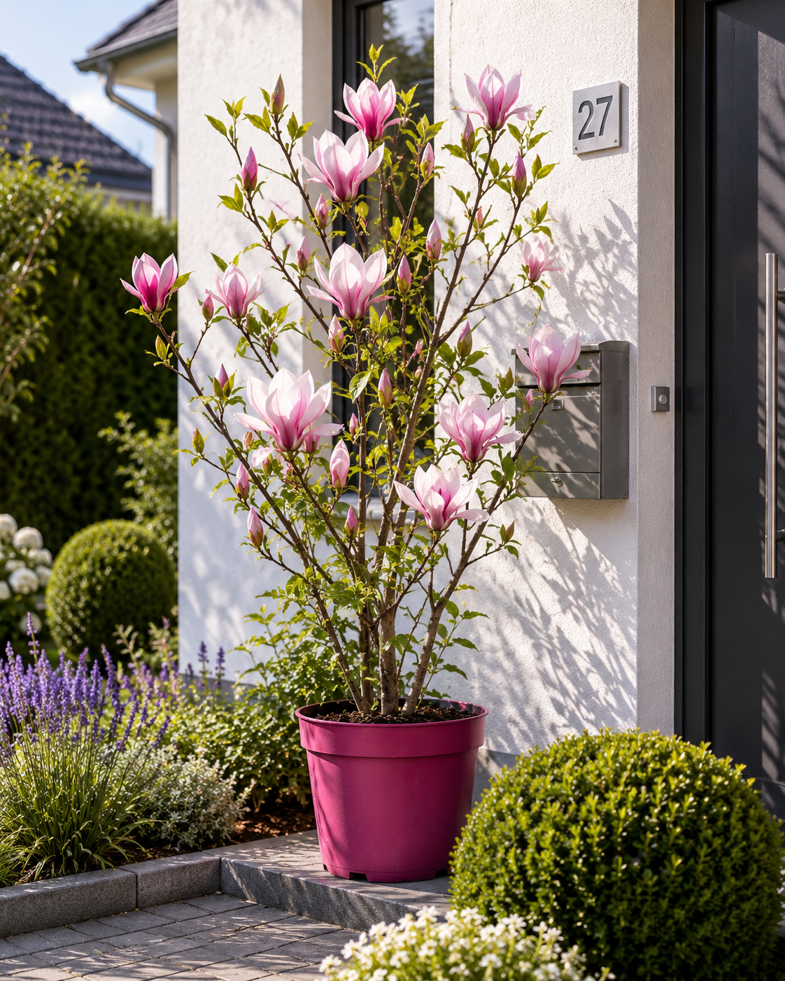 Magnolia 'Soulangeana' 60-80 cm – okrasná rostlina do zahrady a na terasu, kvete na jaře