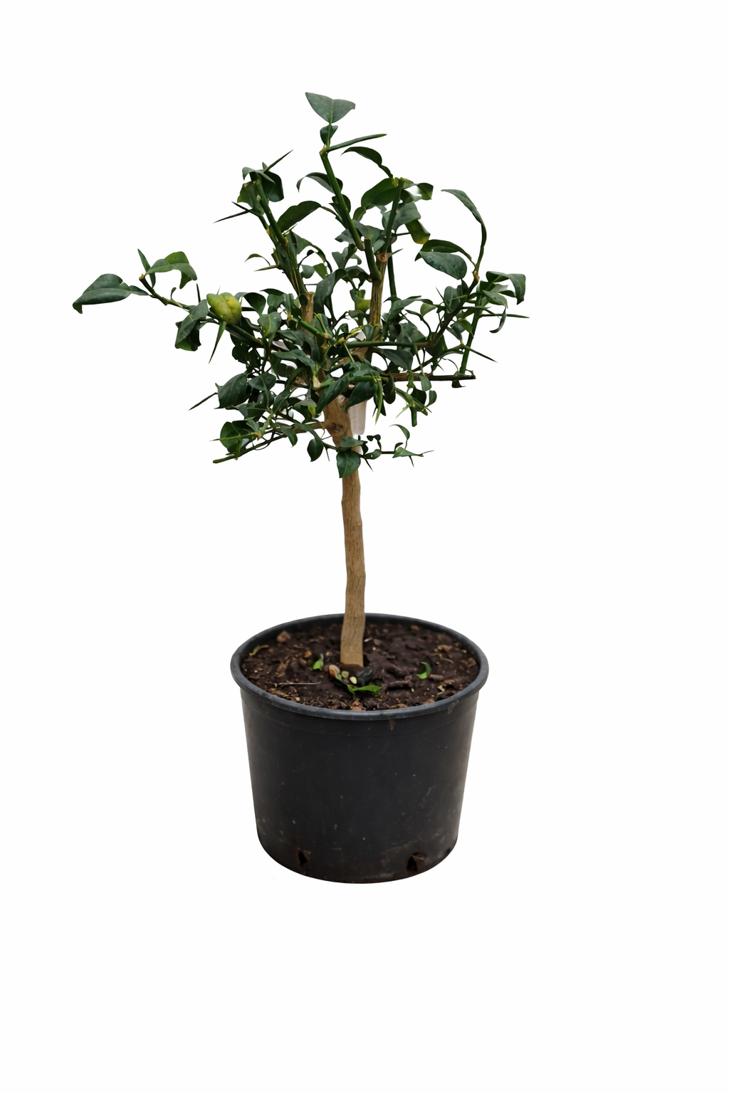 Yuzu Pflanze Citrus x junos 70-100 cm winterhart bis -6°C veredelt Japanische Zitrone frosthart