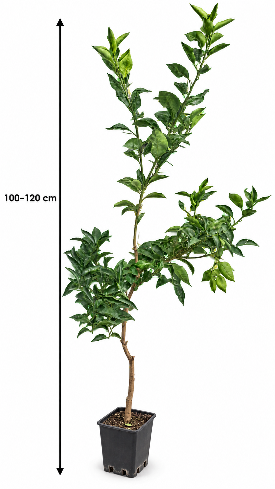 Tarocco Rosso Blutorange 100–120 cm – Citrus sinensis Orangenbaum für Terrasse und Wintergarten