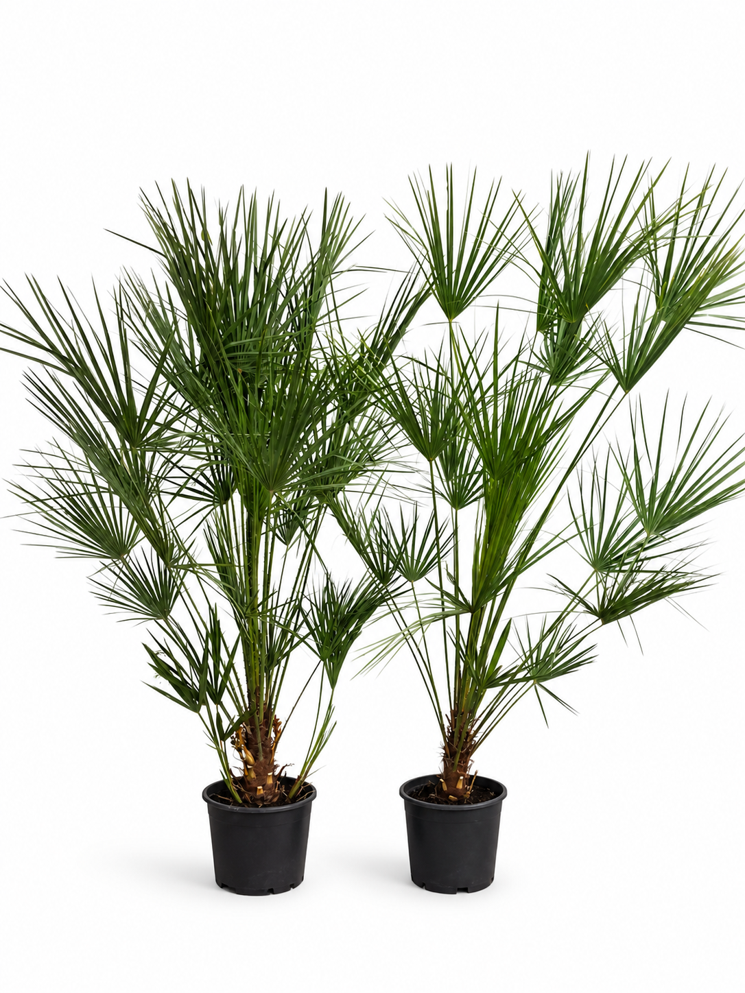 2 Stück Zwergpalme 160–200 cm – Chamaerops humilis | Winterharte Europäische Fächerpalme für Garten & Terrasse