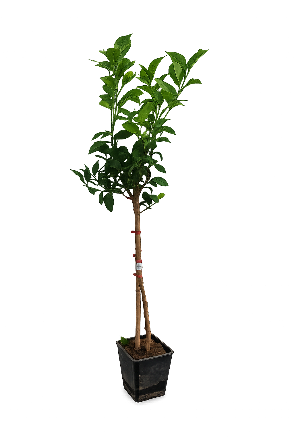 Amalfitano Zitronenbaum 120–140 cm – Echter Zitronenbaum im Topf, Mediterraner Citrus Limon für Terrasse & Balkon